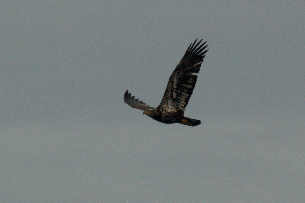 Bald Eagle - ML136656721