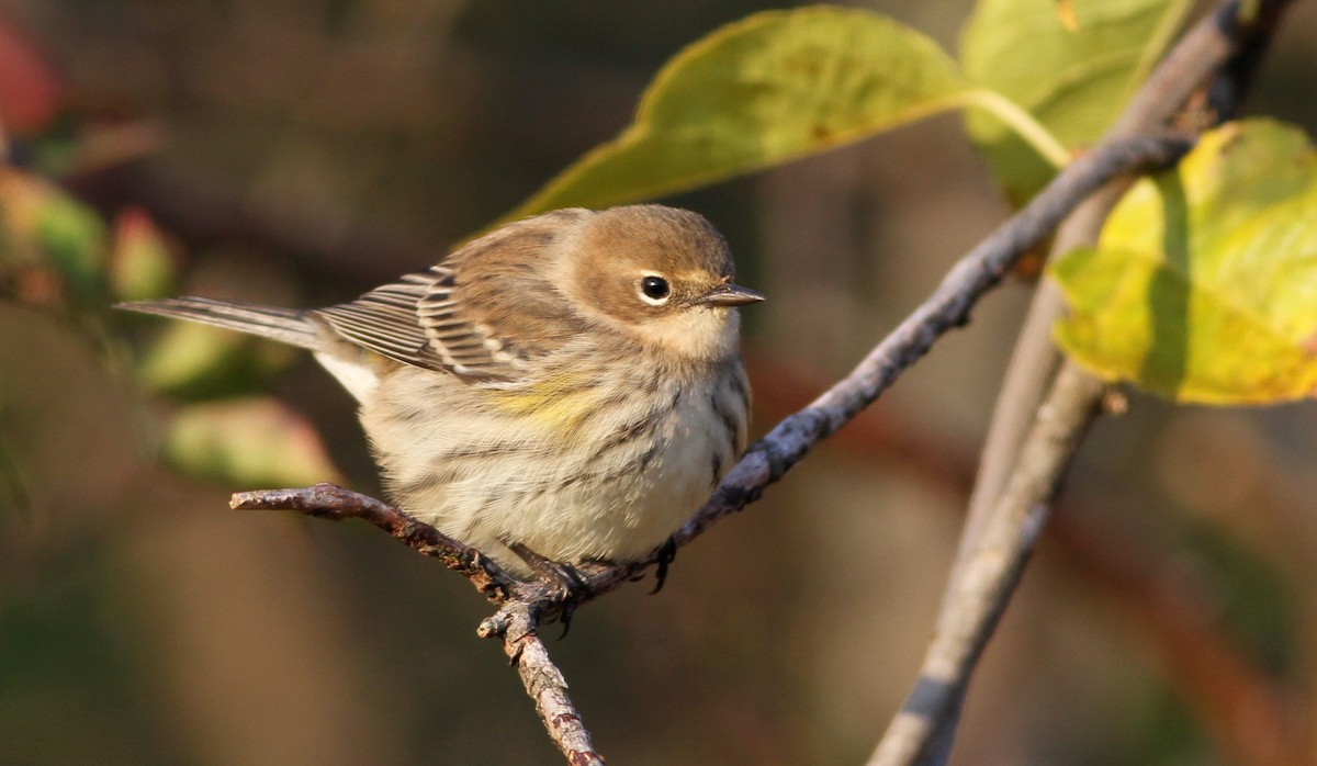 Yellow-rumped Warbler (Myrtle) - Ian Davies