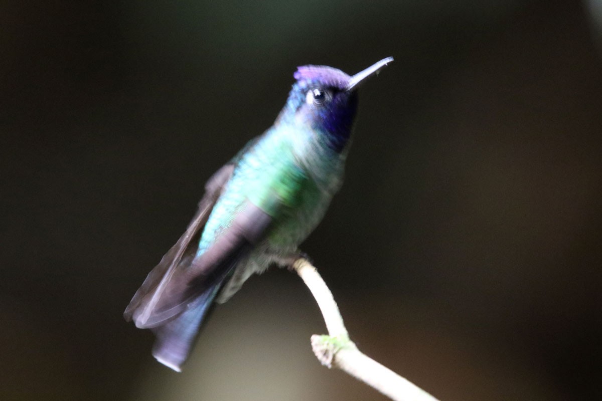 Violet-headed Hummingbird - Noah Strycker