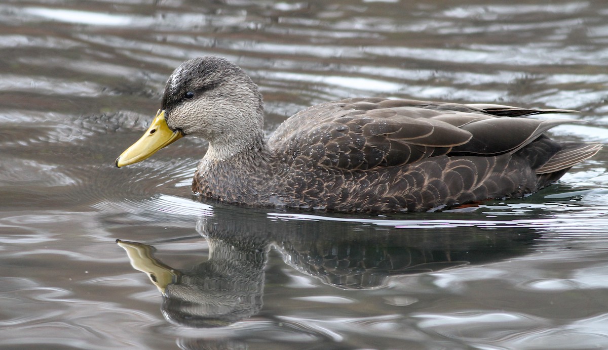 Canard noir - ML136658601