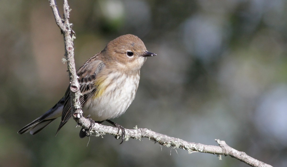 Yellow-rumped Warbler (Myrtle) - ML136659361