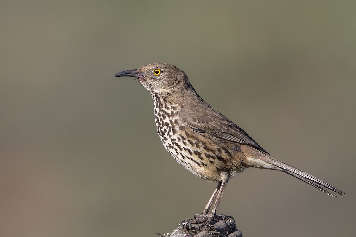 Gray Thrasher - ML136660771