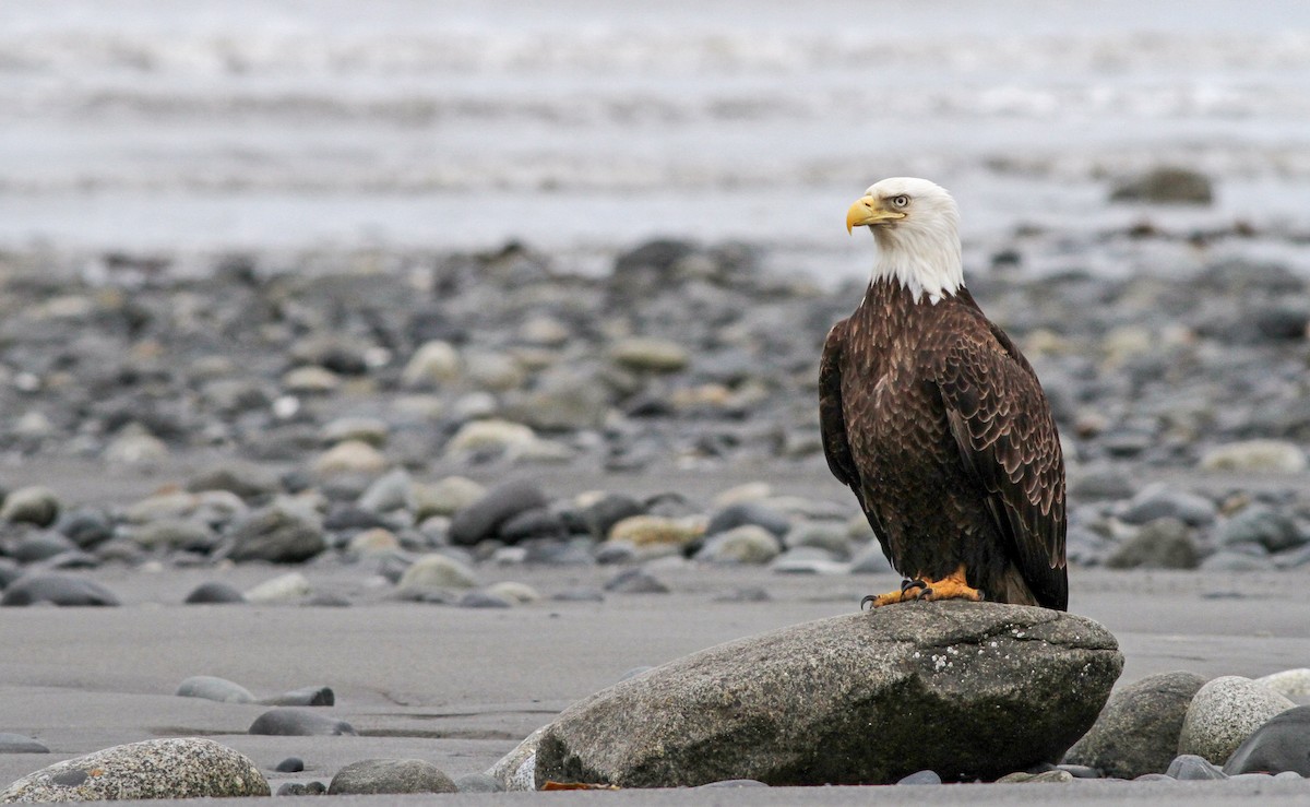 Bald Eagle - ML136660881