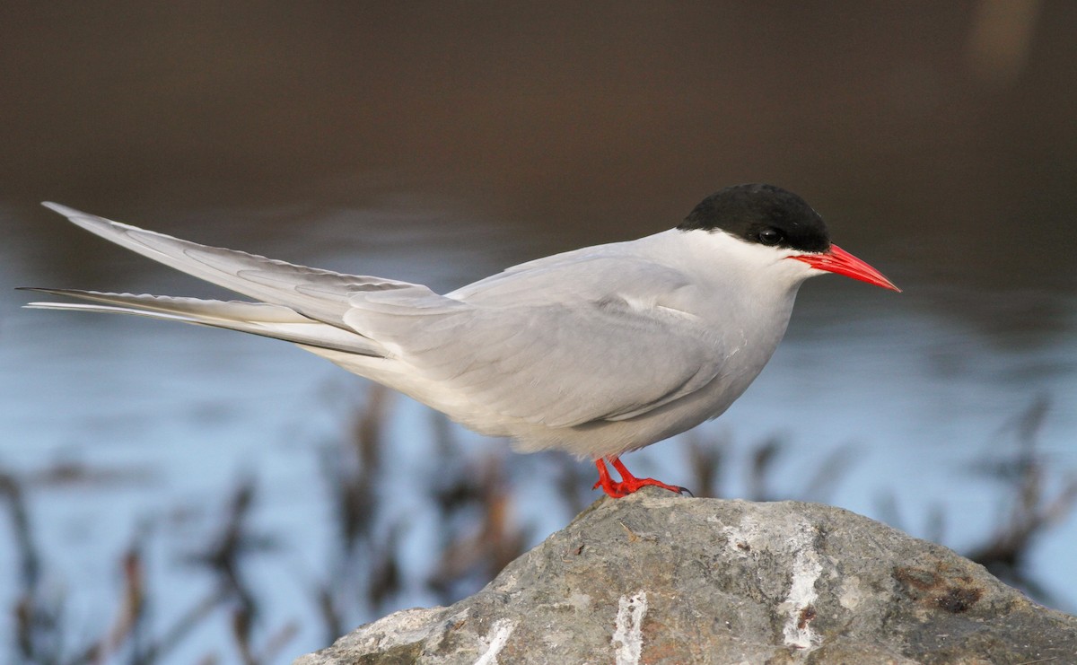 Arctic Tern - Ian Davies