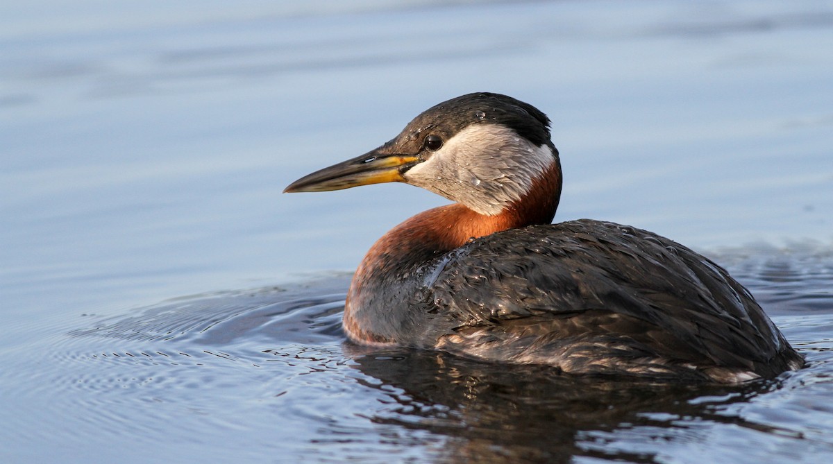 Red-necked Grebe - ML136661521
