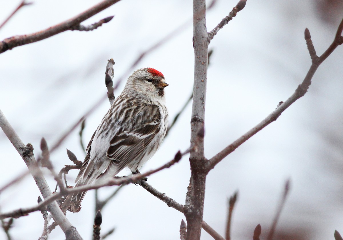 Redpoll (Hoary) - Ian Davies