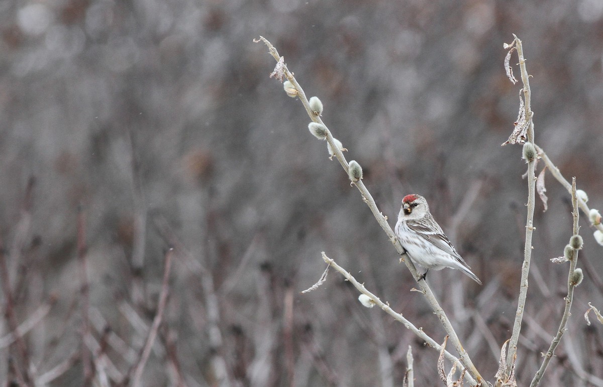 Hoary Redpoll - Ian Davies