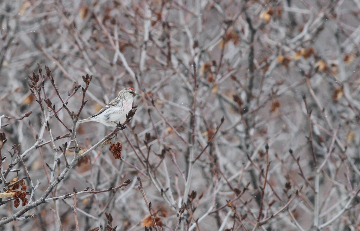 Hoary Redpoll - Ian Davies