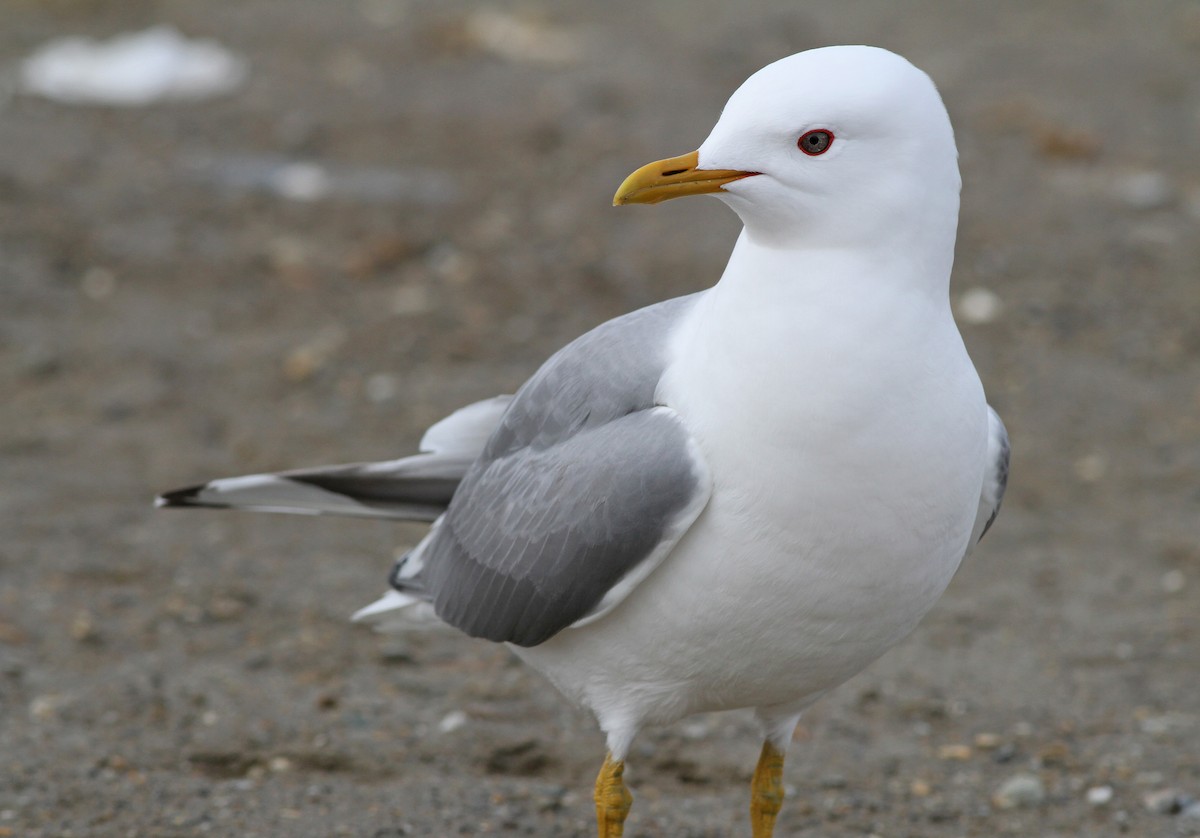 Short-billed Gull - ML136664161