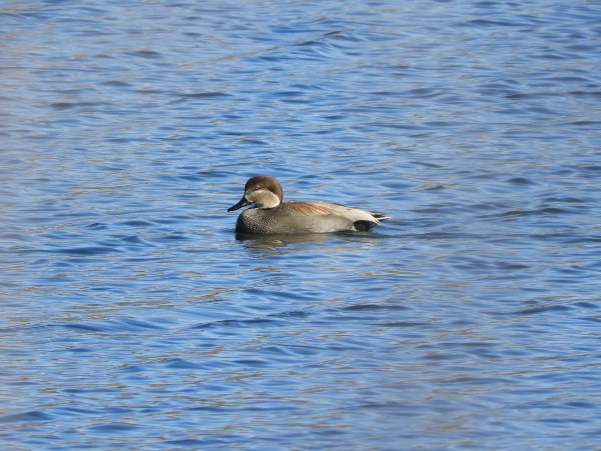 Gadwall - Diana Doyle