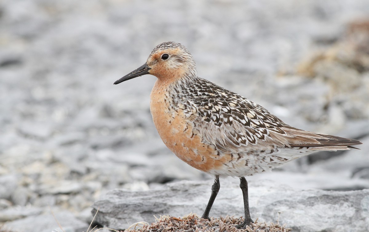 Red Knot - Ian Davies