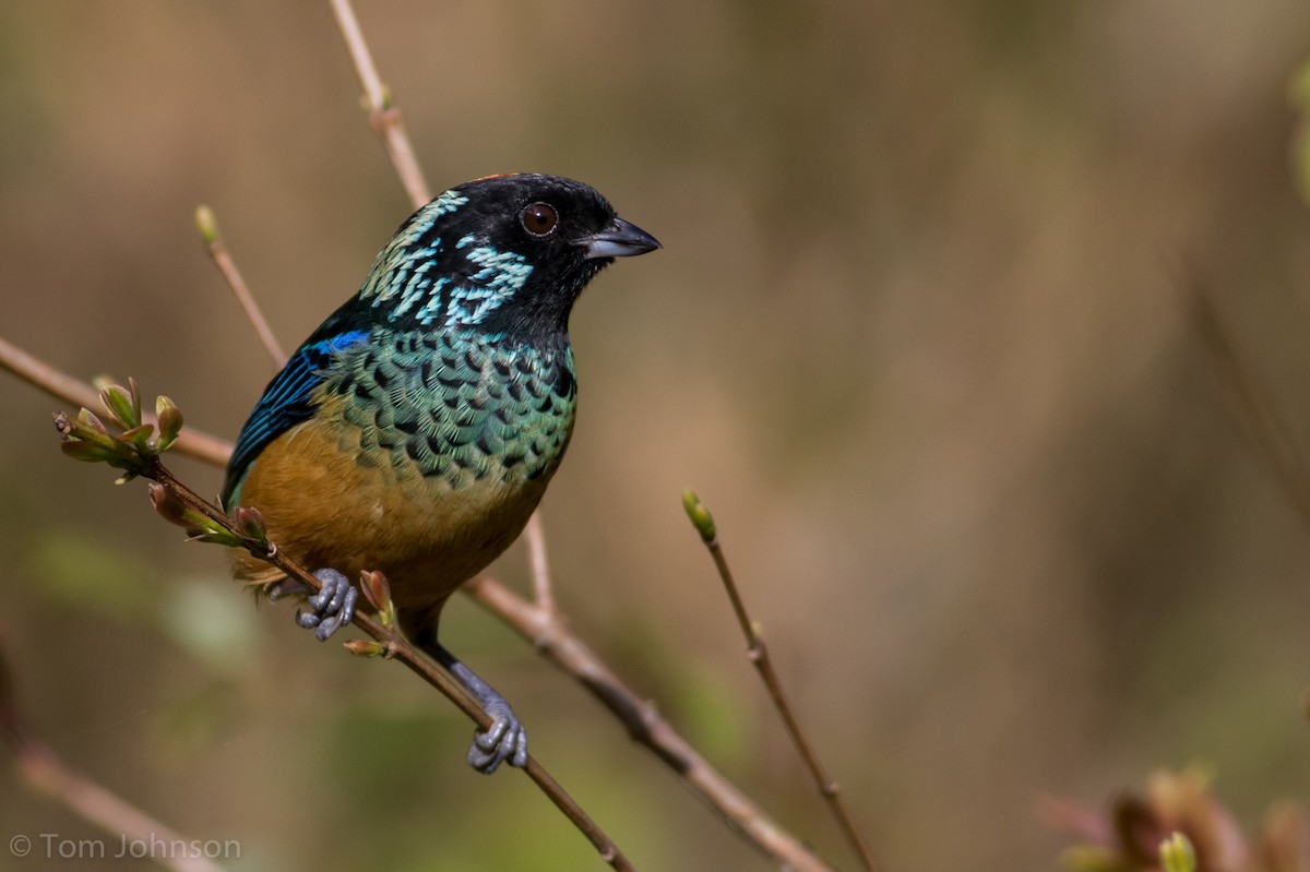 Spangle-cheeked Tanager - Tom Johnson
