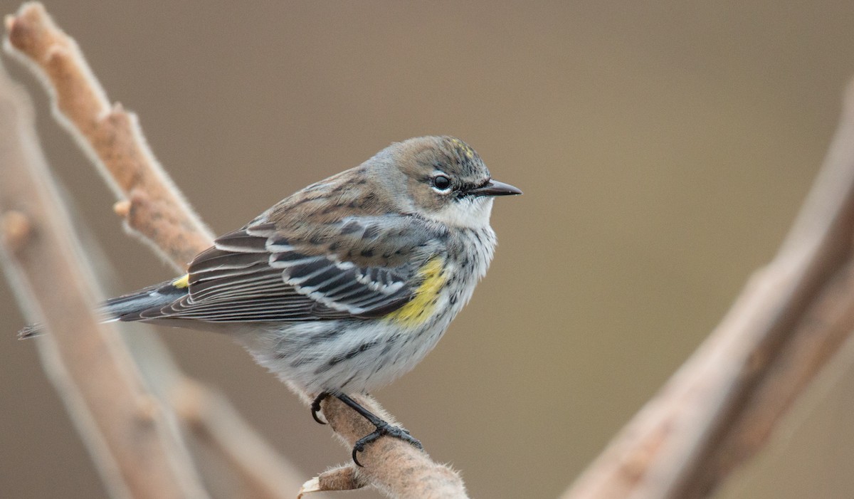 Yellow-rumped Warbler (Myrtle) - ML136669381