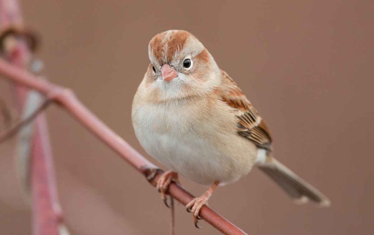 Field Sparrow - ML136669601