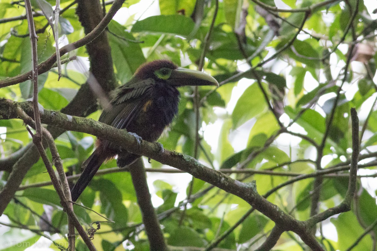 Yellow-eared Toucanet - Tom Johnson