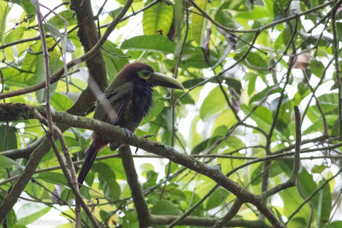 Yellow-eared Toucanet - ML136669741