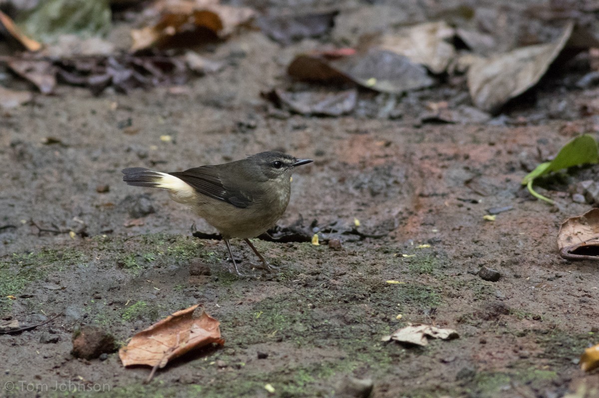 Buff-rumped Warbler - Tom Johnson