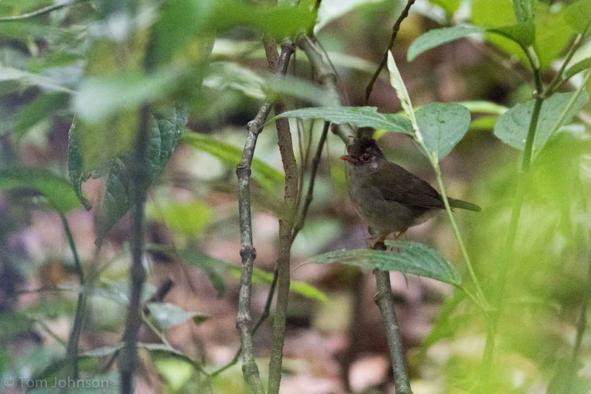 Black-headed Nightingale-Thrush - Tom Johnson