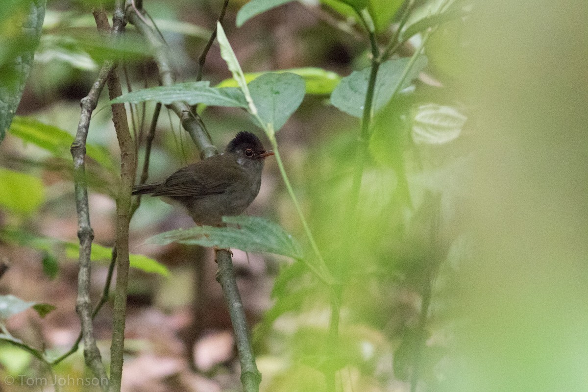 Black-headed Nightingale-Thrush - ML136669961