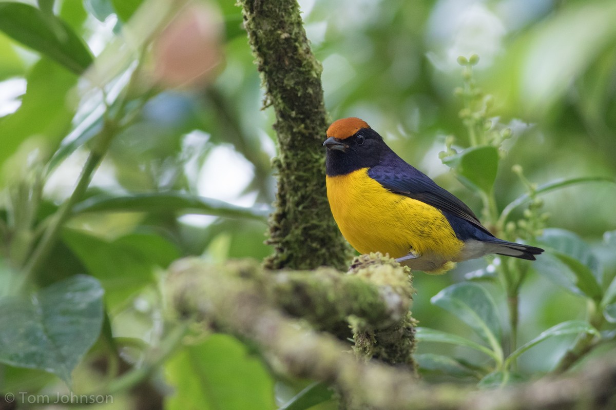 Tawny-capped Euphonia - ML136670031