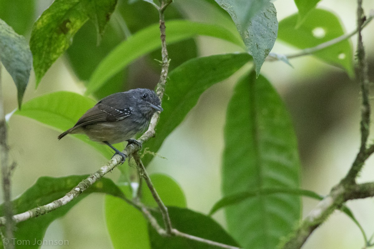 Streak-crowned Antvireo - ML136670131