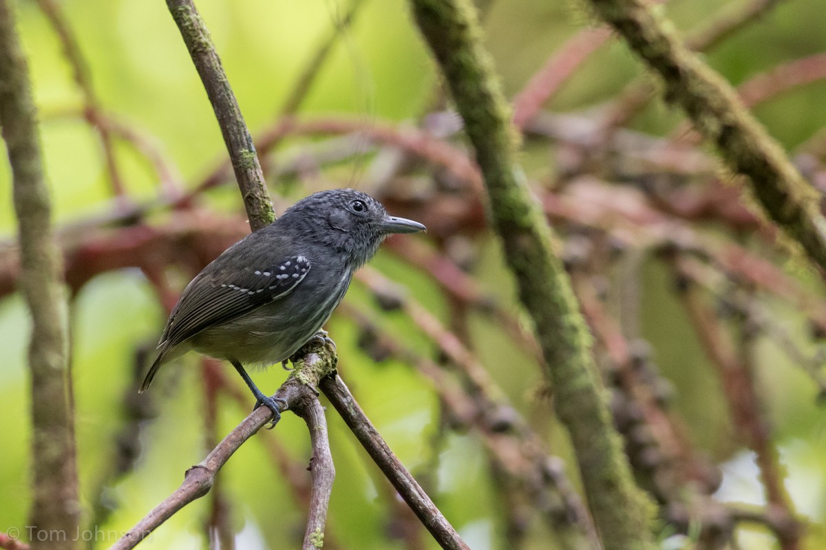 Streak-crowned Antvireo - Tom Johnson