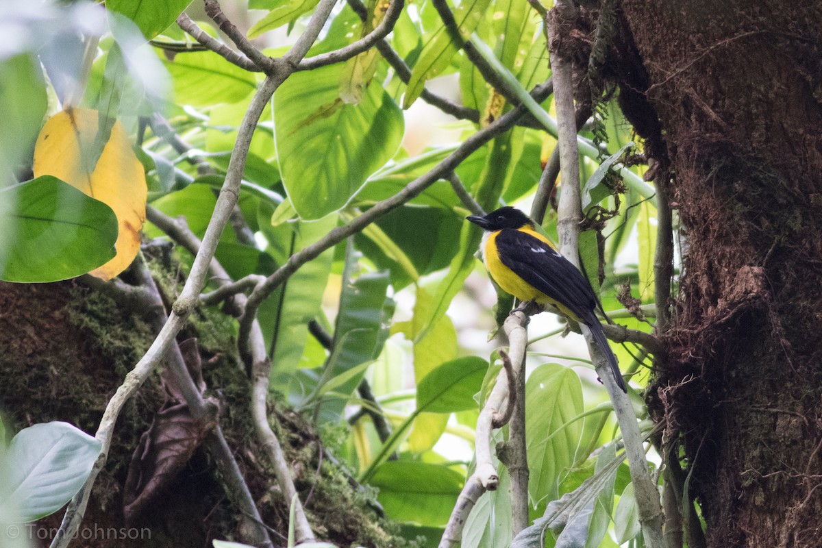 White-throated Shrike-Tanager - ML136670191