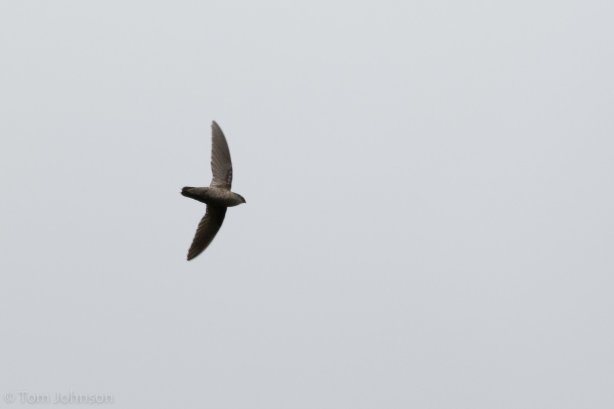 Gray-rumped Swift - ML136670251