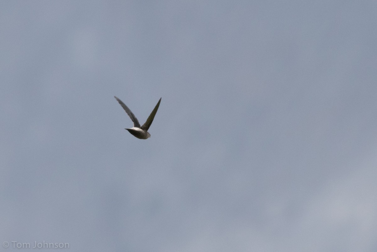 Gray-rumped Swift - ML136670261