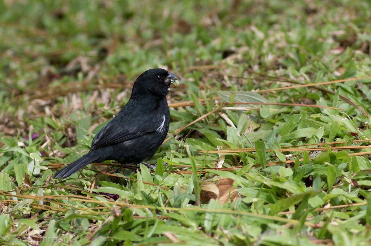 Variable Seedeater - Tom Johnson