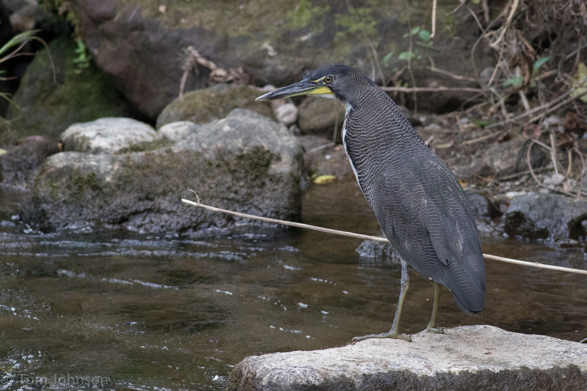 Fasciated Tiger-Heron - ML136670321