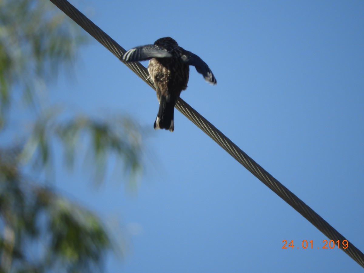 Dusky Woodswallow - ML136670371