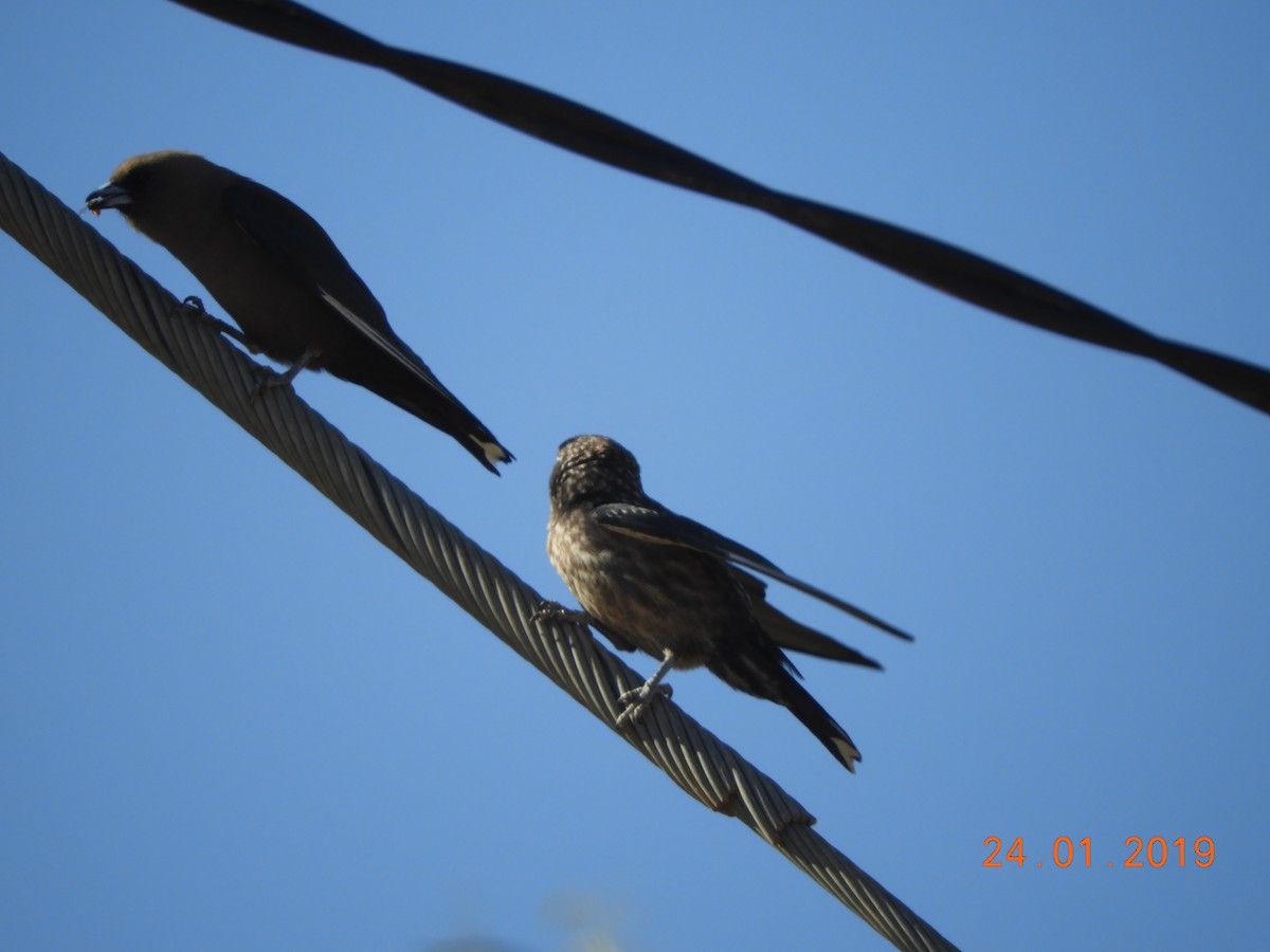 Dusky Woodswallow - ML136670481