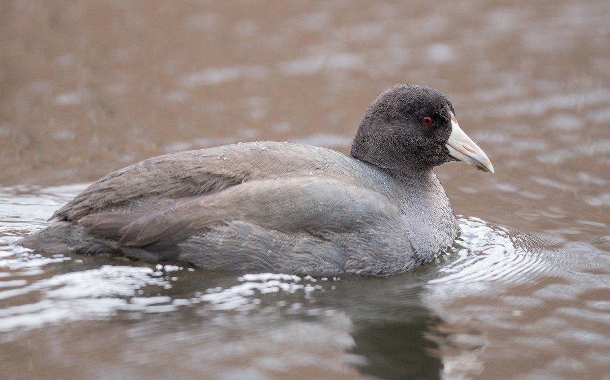 American Coot (Red-shielded) - Ian Davies