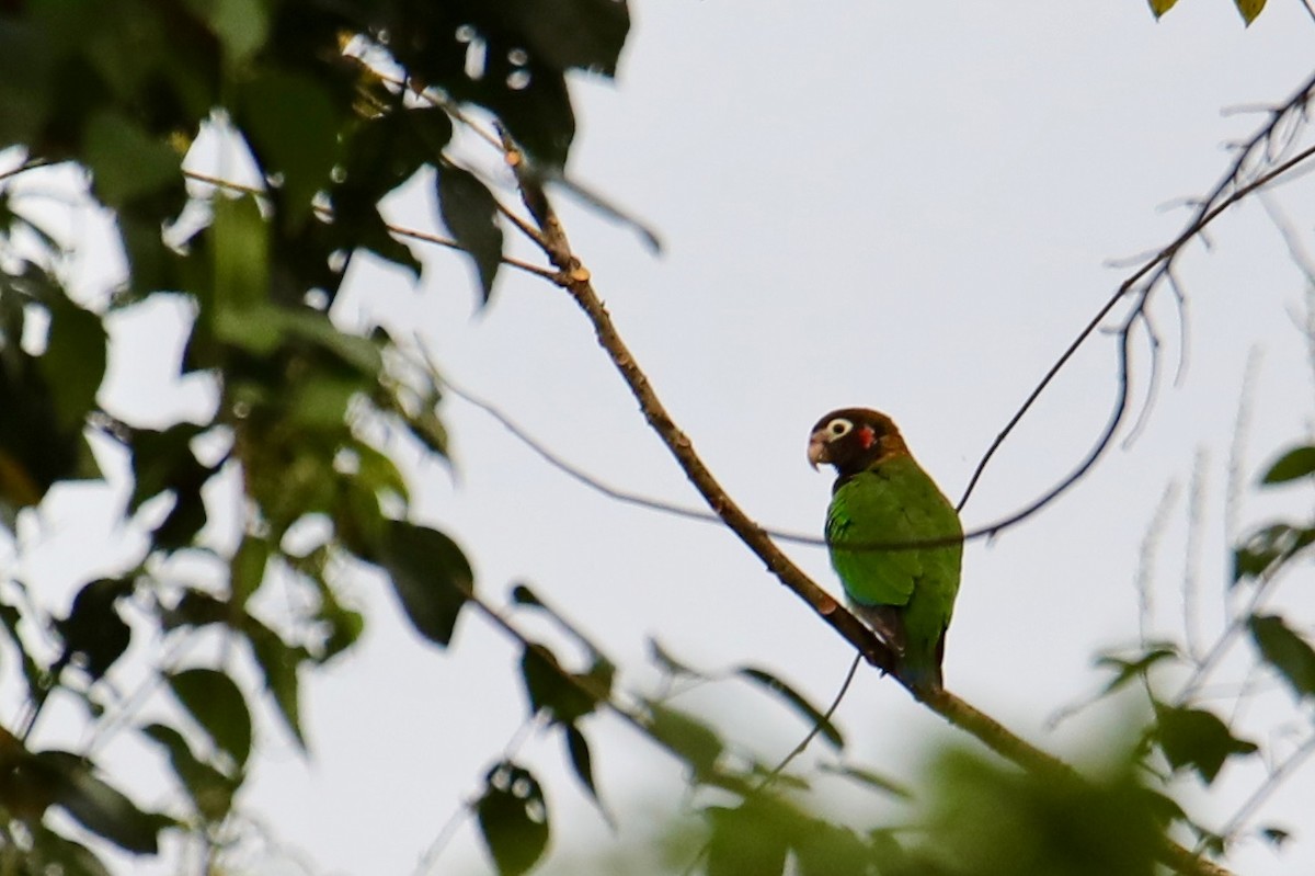 Brown-hooded Parrot - Gustino Lanese