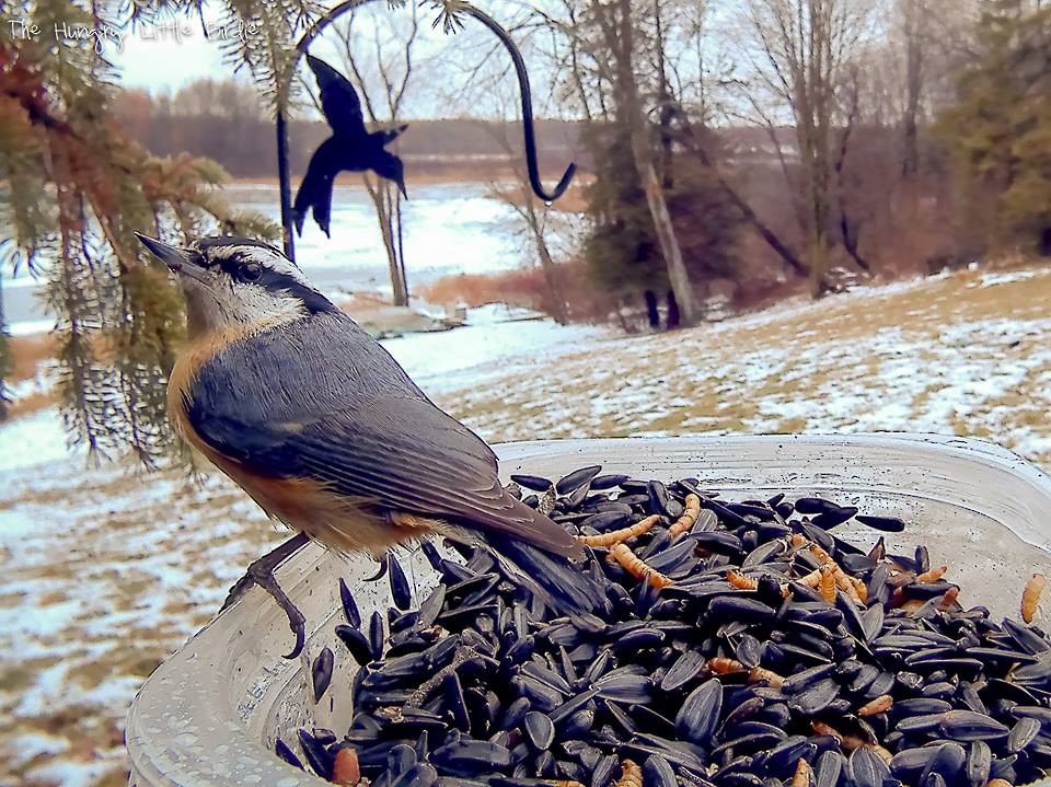 Red-breasted Nuthatch - Briana Fisher