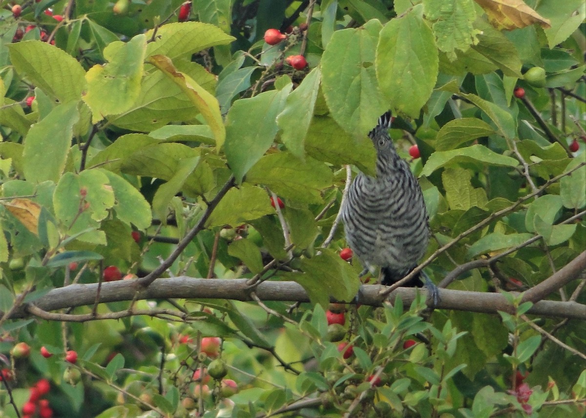 Barred Antshrike - ML136672741