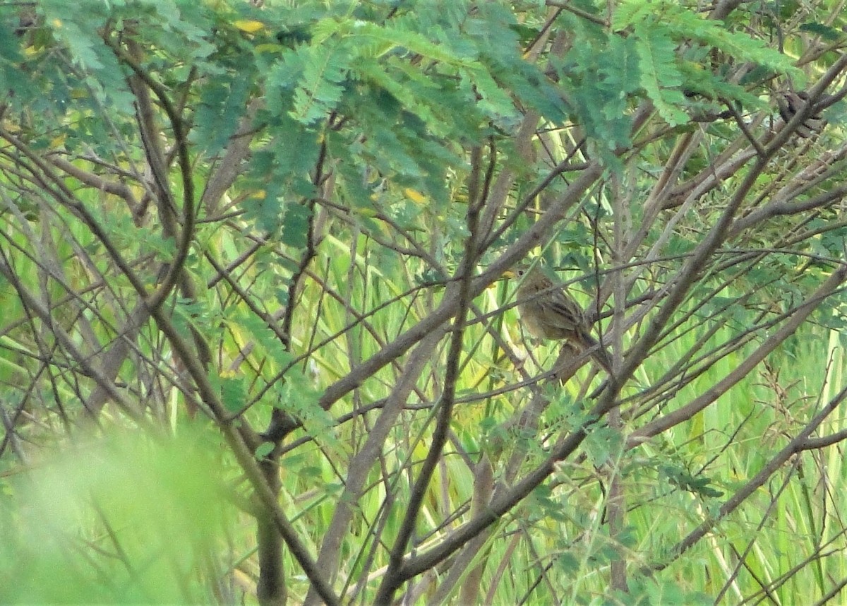 Wedge-tailed Grass-Finch - ML136672781