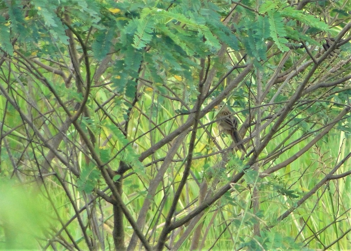 Wedge-tailed Grass-Finch - ML136672791