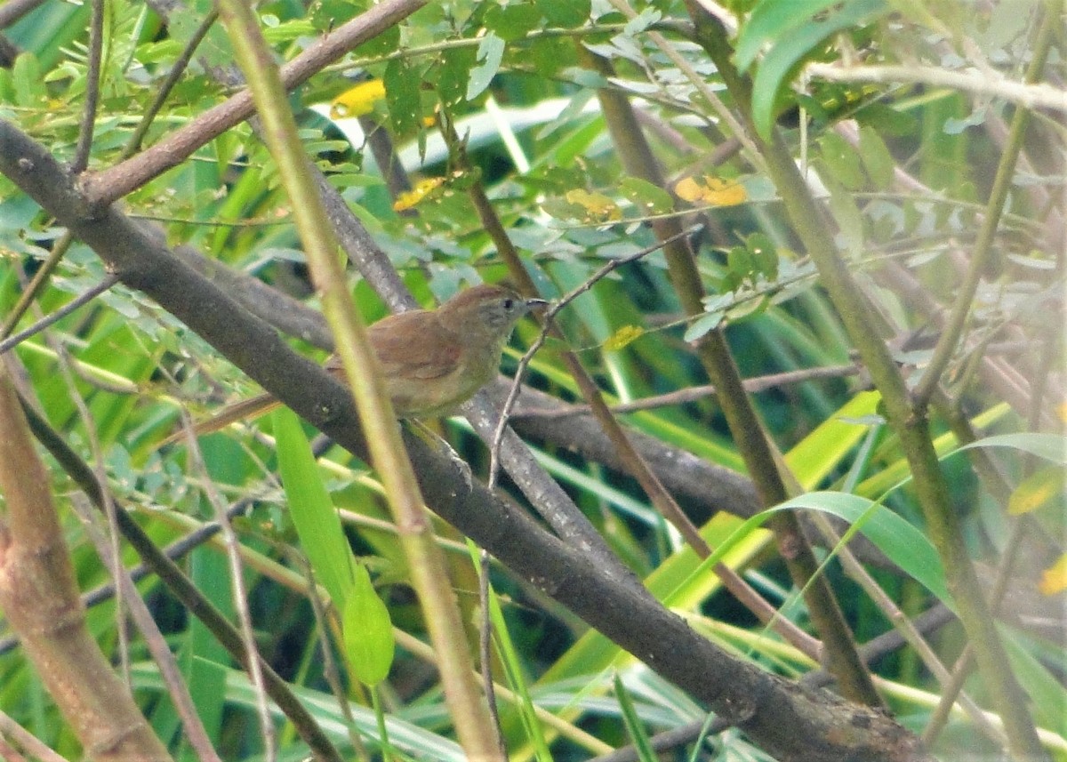 Pale-breasted Spinetail - ML136672841