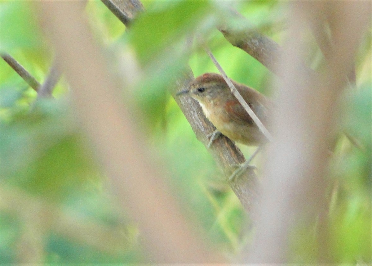 Pale-breasted Spinetail - ML136672861