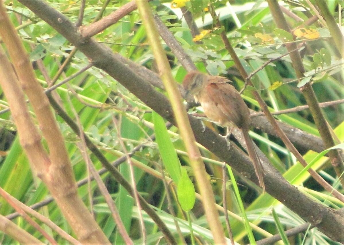 Pale-breasted Spinetail - ML136672871