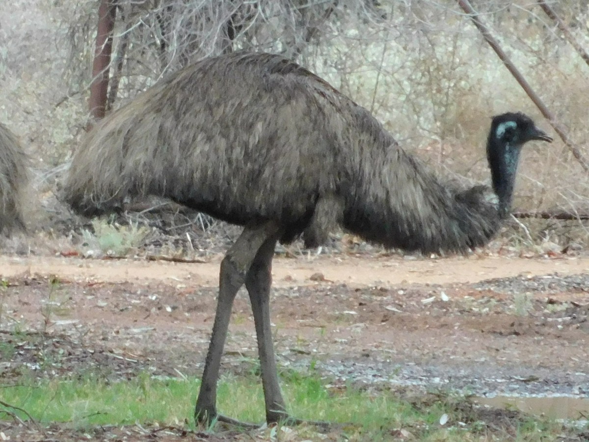 Emu - Ron Steicke