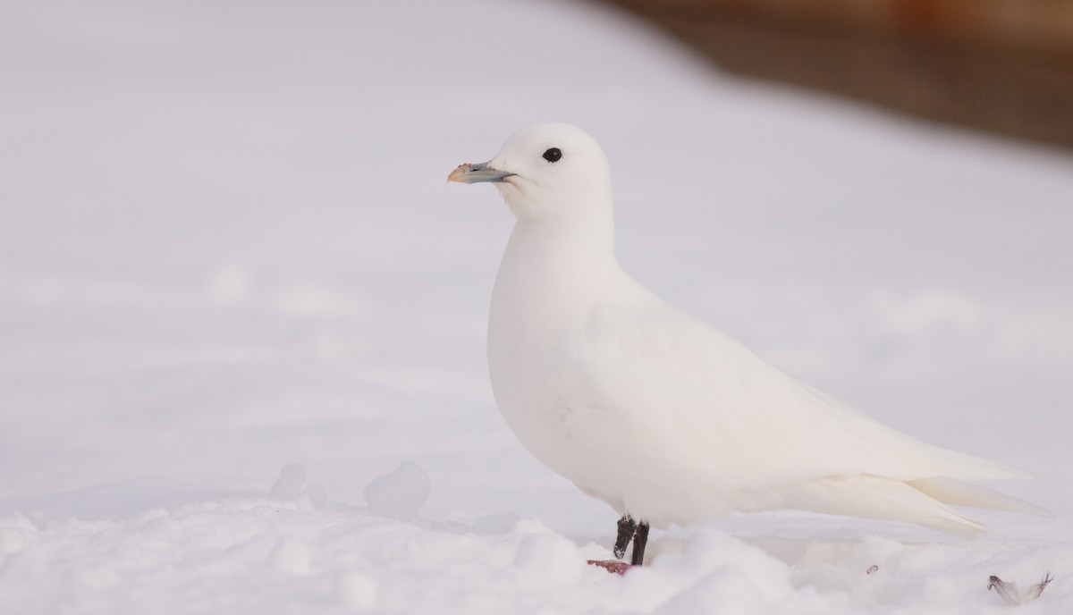 Gaviota Marfileña - ML136673121