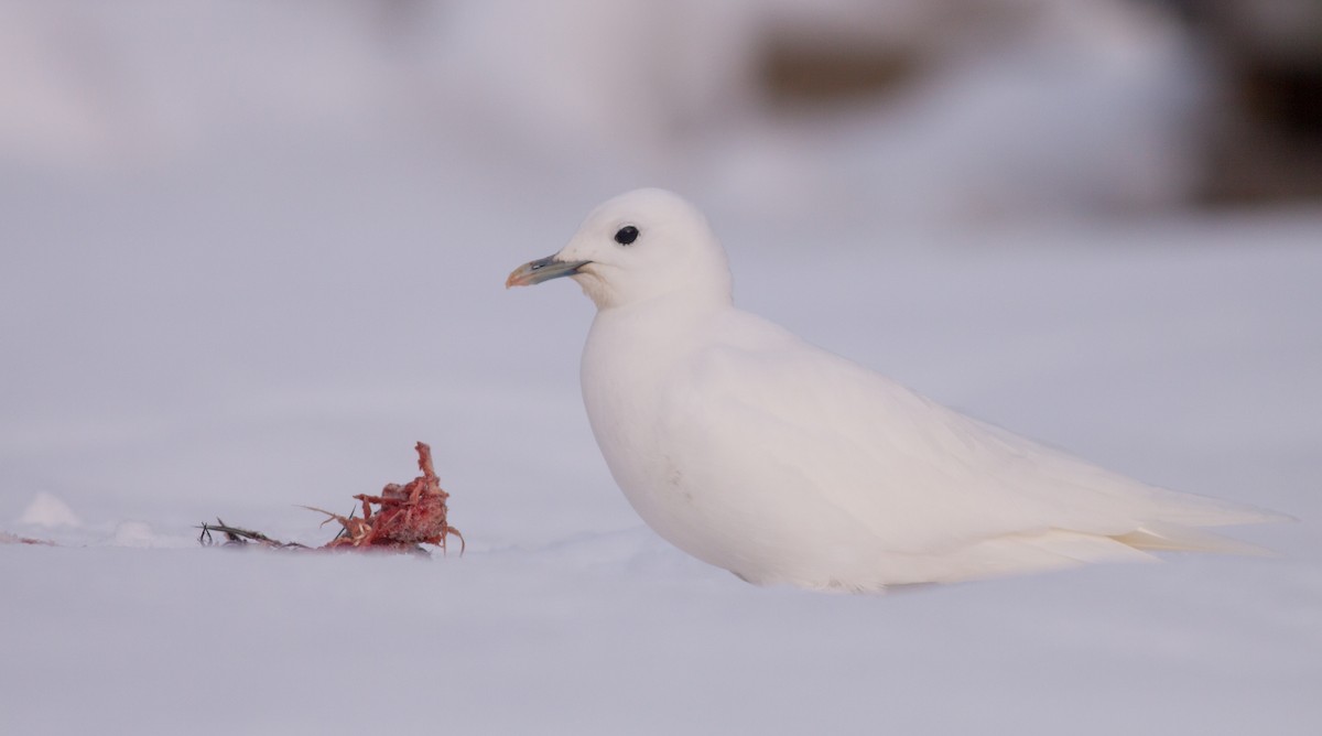 Ivory Gull - ML136673171