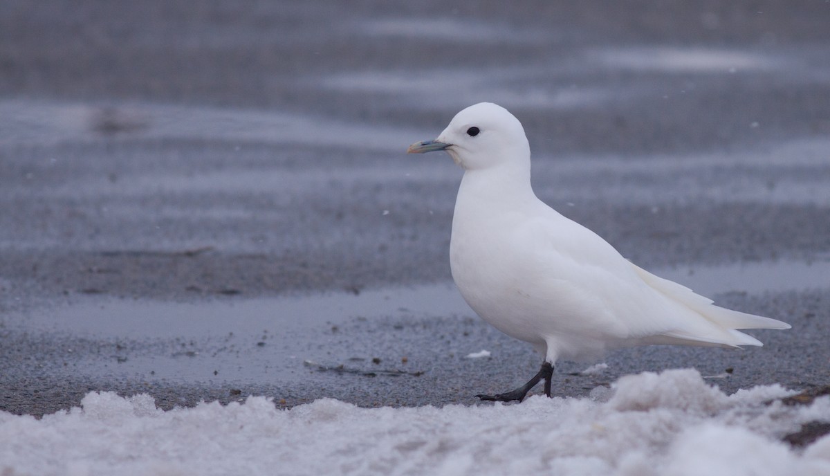 Mouette blanche - ML136673181