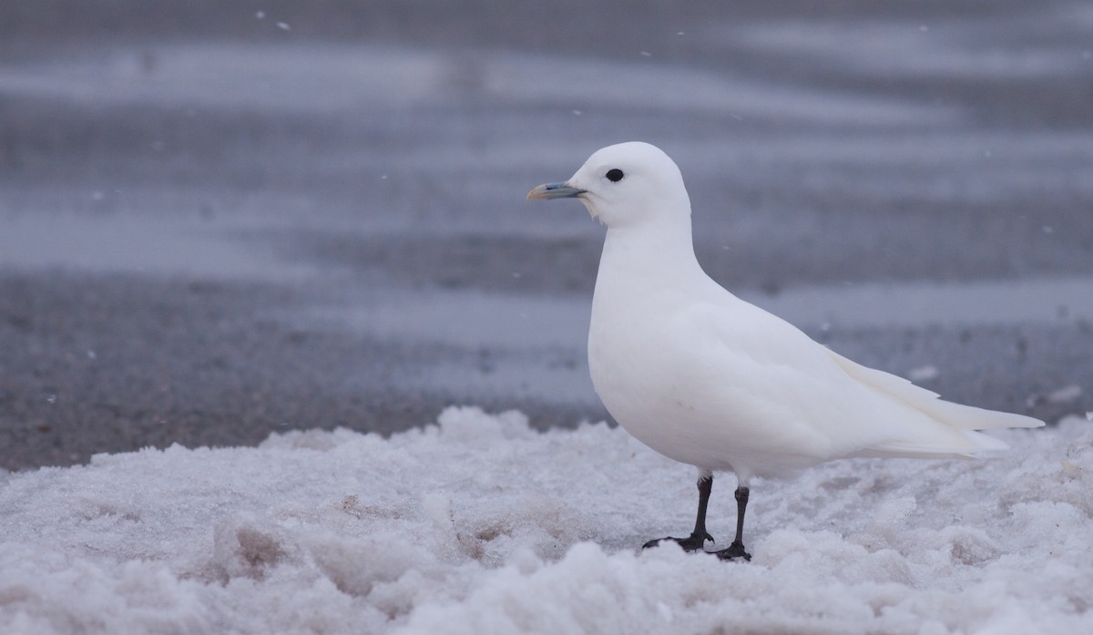 Ivory Gull - Ian Davies