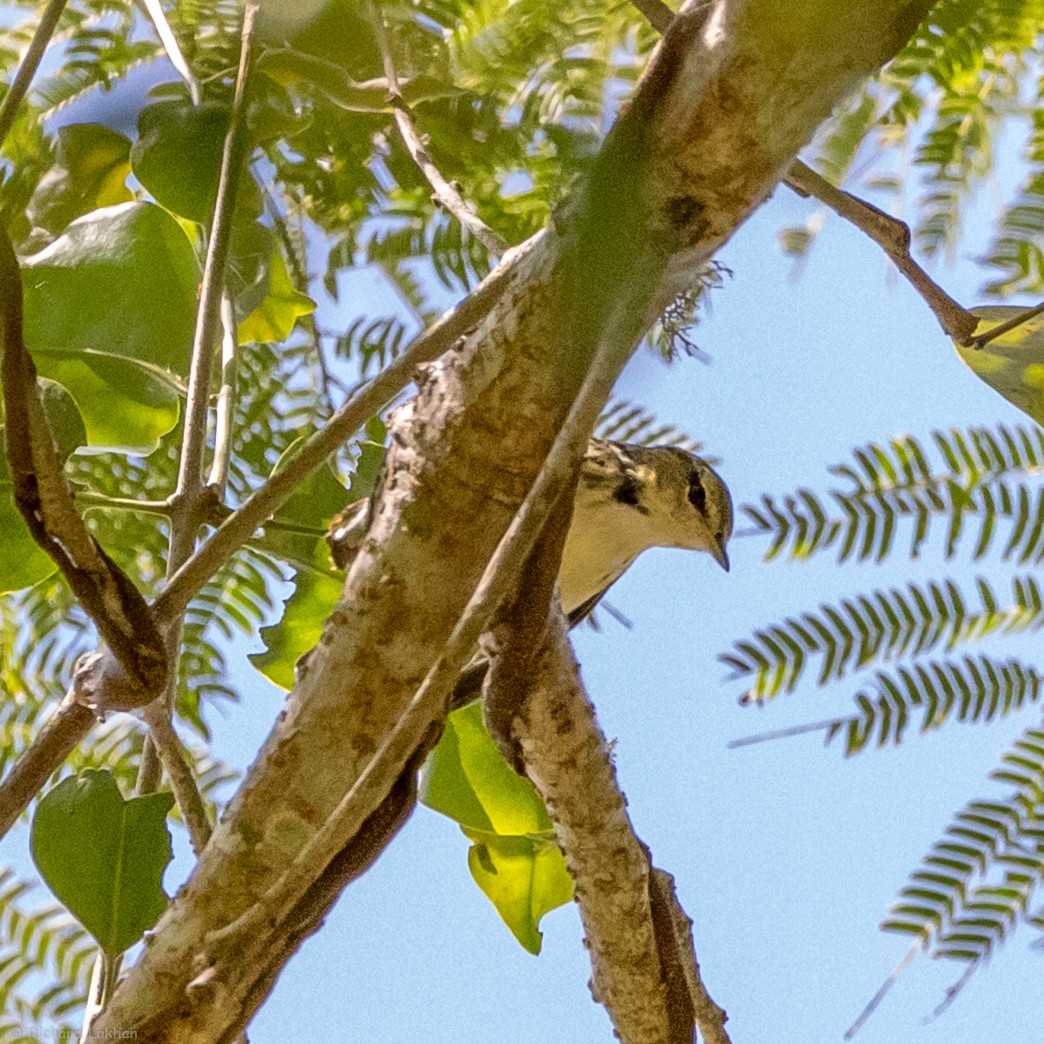 Blackpoll Warbler - ML136675141