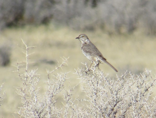 Sage Thrasher - Al Zerbe