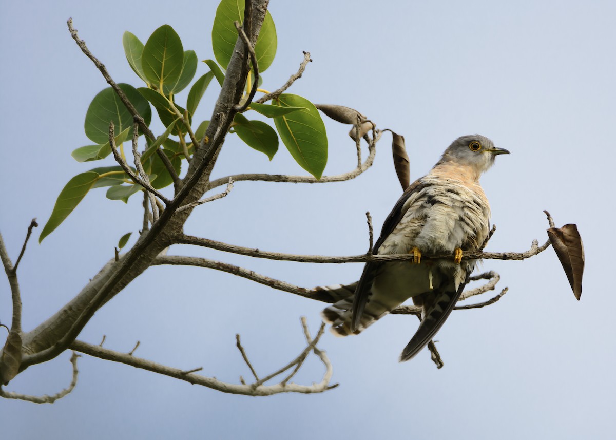 Common Hawk-Cuckoo - ML136682081